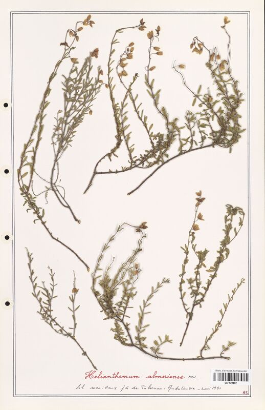 Helianthemum almeriense  (Cistaceae)