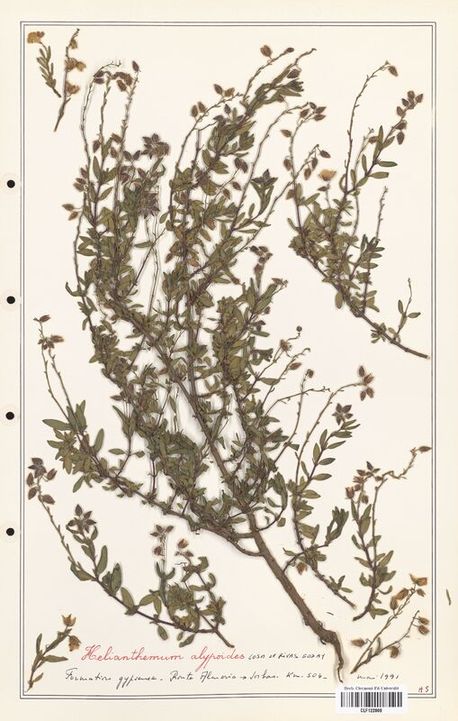 Helianthemum alypoides  (Cistaceae)