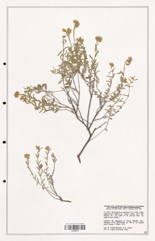 Helianthemum apennimum  (Cistaceae)