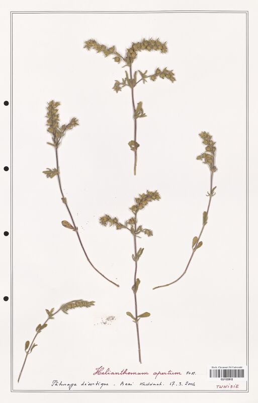 Helianthemum apertum  (Cistaceae)