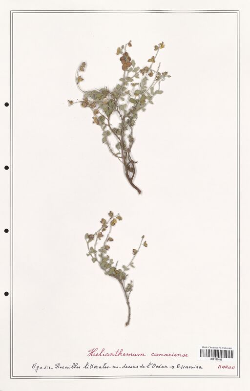 Helianthemum canariense  (Cistaceae)