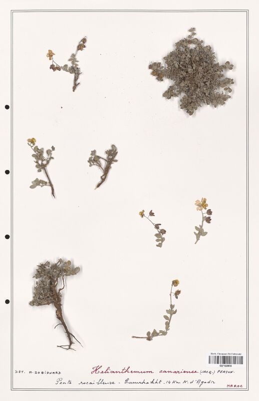 Helianthemum canariense  (Cistaceae)