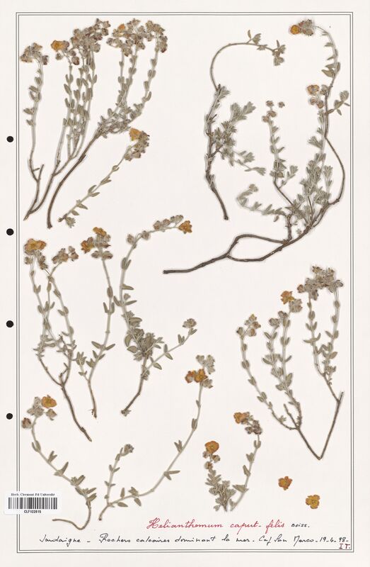 Helianthemum caput_felis  (Cistaceae)
