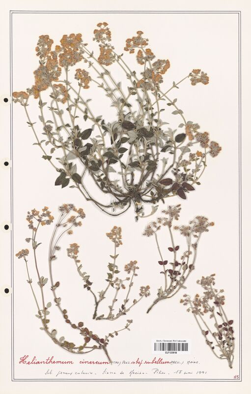 Helianthemum cinereum  (Cistaceae)