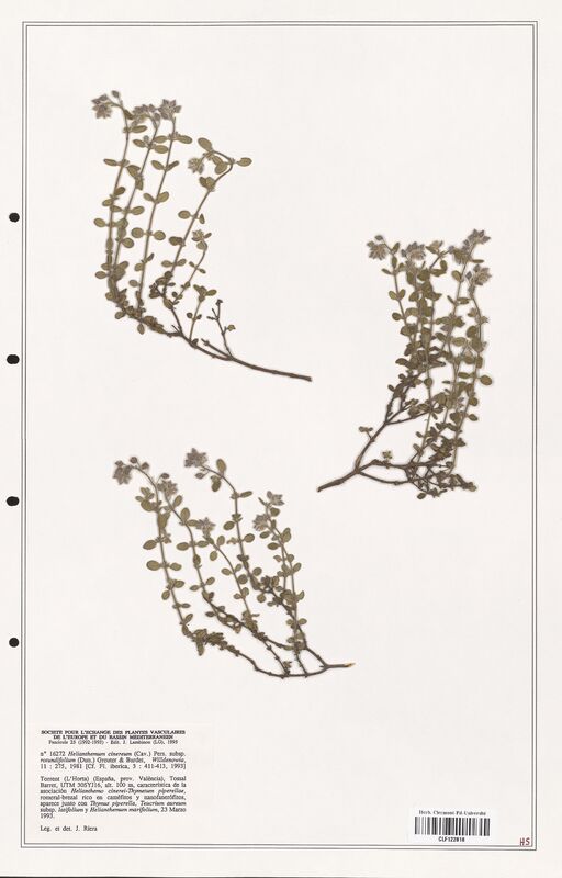 Helianthemum cinereum  (Cistaceae)