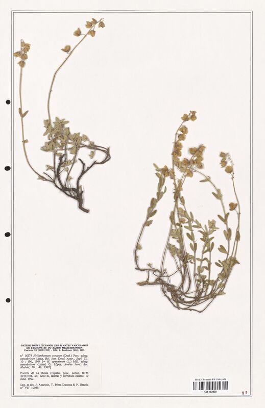 Helianthemum croceum  (Cistaceae)