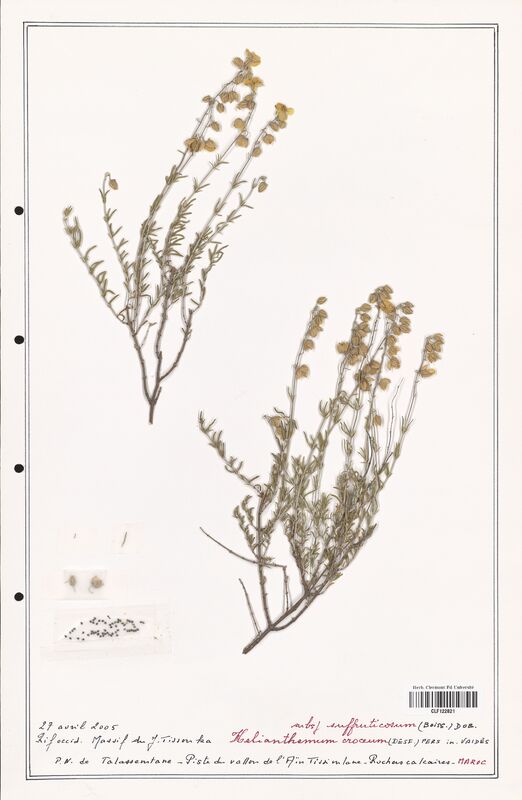 Helianthemum croceum  (Cistaceae)