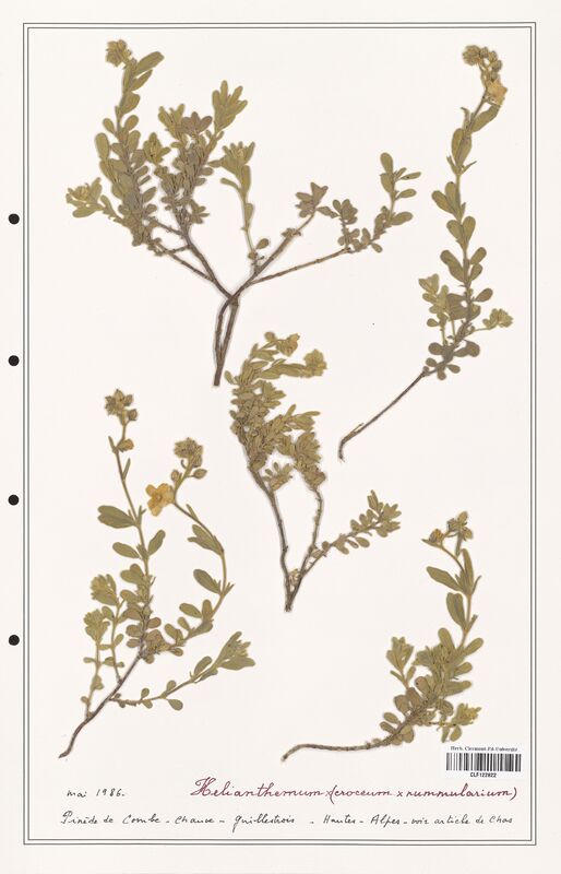 Helianthemum croceum  (Cistaceae)