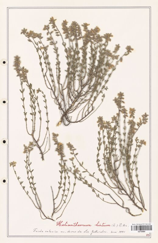 Helianthemum hirtum  (Cistaceae)