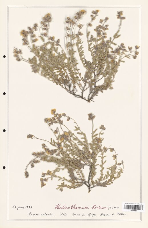 Helianthemum hirtum  (Cistaceae)