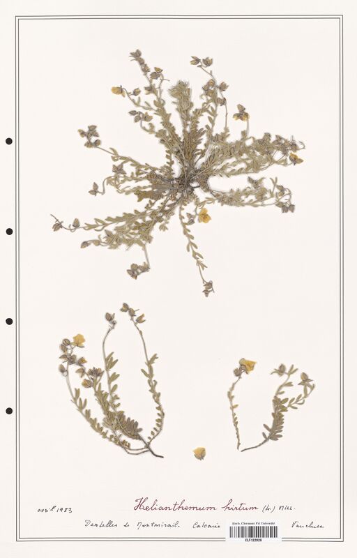 Helianthemum hirtum  (Cistaceae)