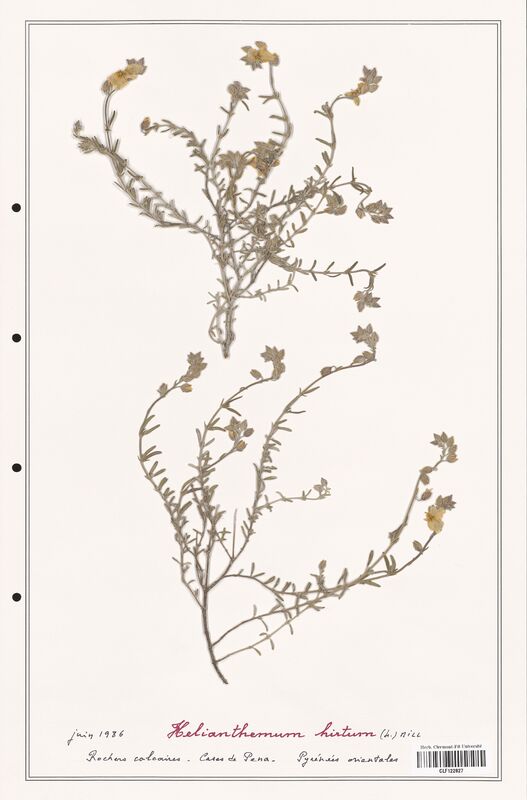 Helianthemum hirtum  (Cistaceae)