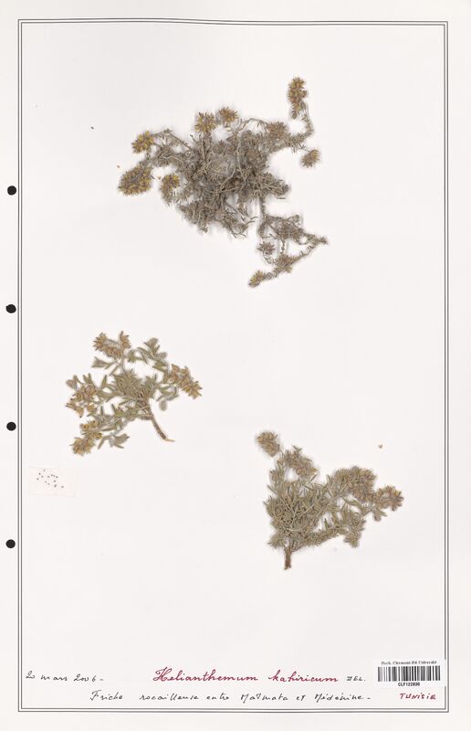 Helianthemum kahiricum  (Cistaceae)