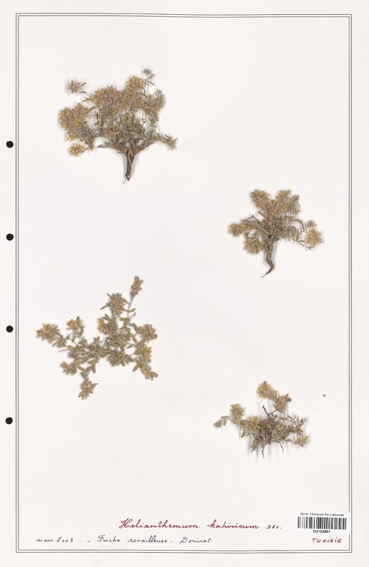 Helianthemum kahiricum  (Cistaceae)