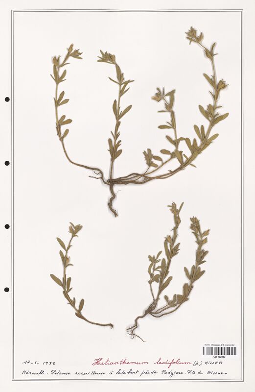 Helianthemum ledifolium  (Cistaceae)