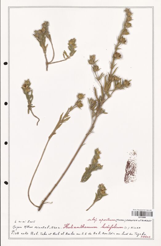 Helianthemum ledifolium  (Cistaceae)