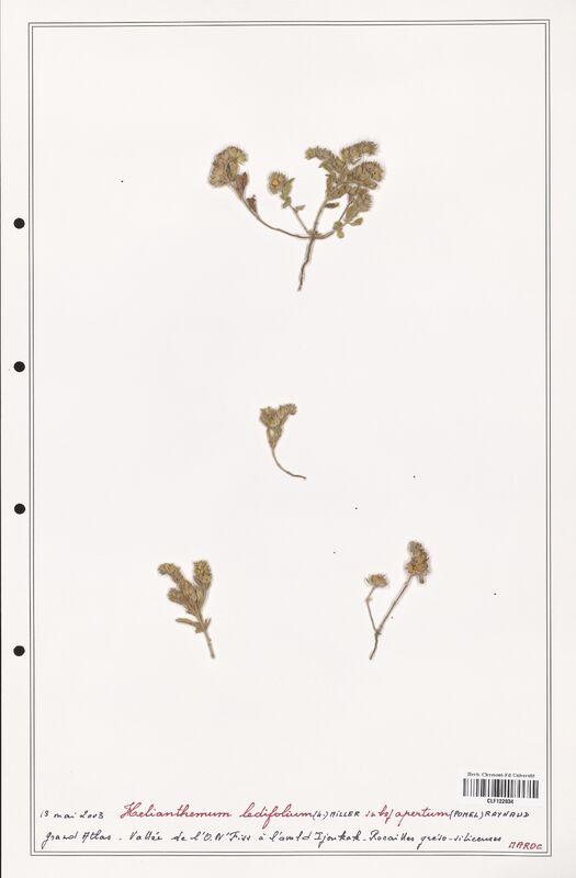 Helianthemum ledifolium  (Cistaceae)