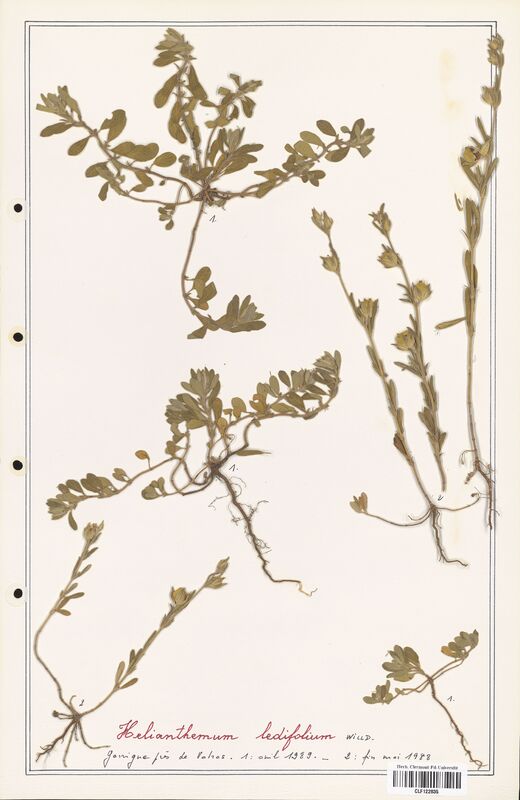 Helianthemum ledifolium  (Cistaceae)