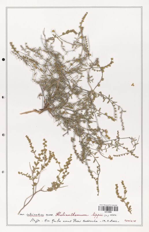 Helianthemum lippii  (Cistaceae)