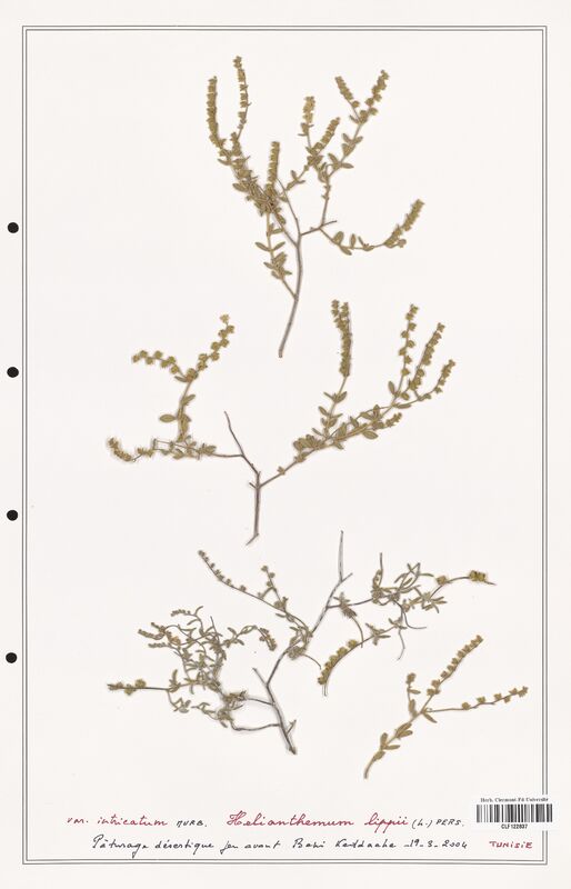 Helianthemum lippii  (Cistaceae)