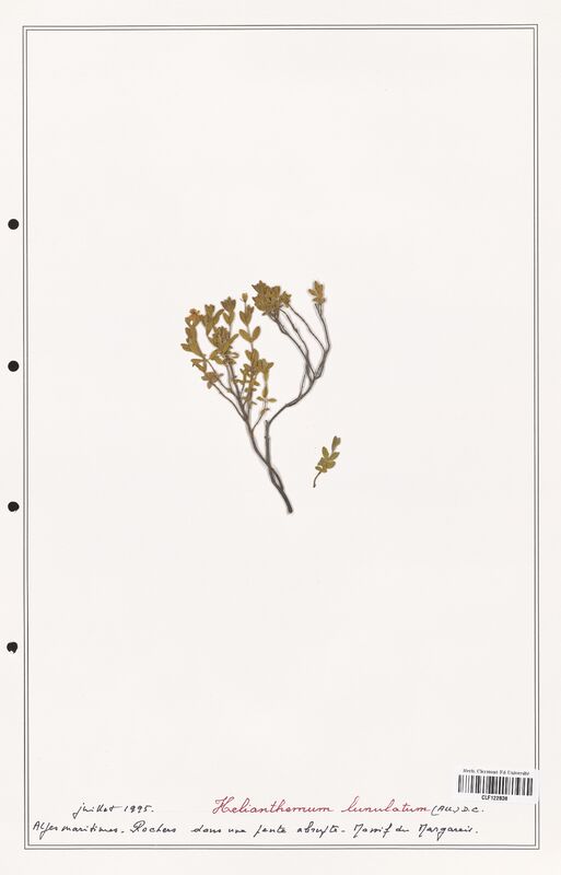 Helianthemum lunulatum  (Cistaceae)