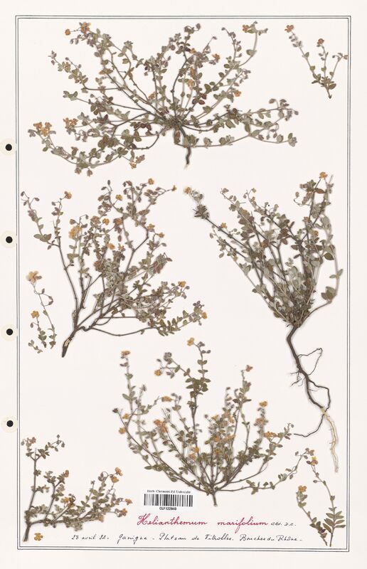 Helianthemum marifolium  (Cistaceae)