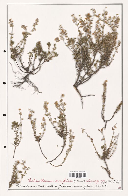 Helianthemum marifolium  (Cistaceae)