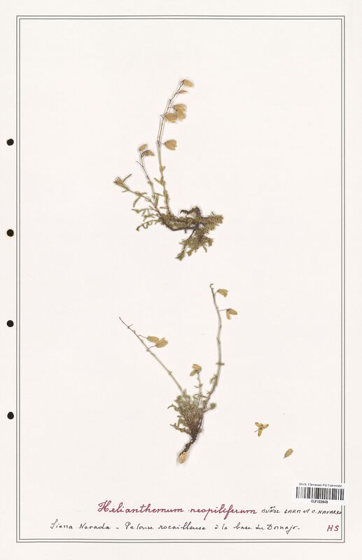 Helianthemum reopiliferum  (Cistaceae)