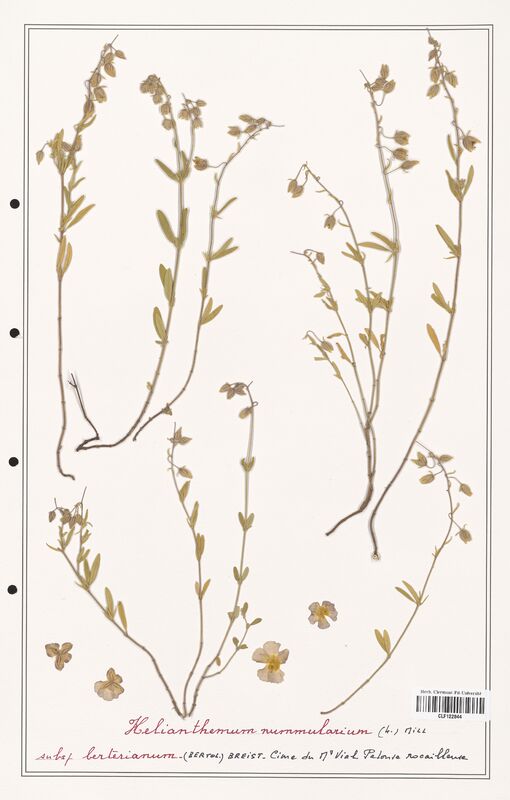 Helianthemum nummularum  (Cistaceae)