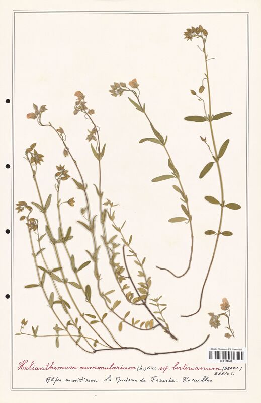 Helianthemum nummularum  (Cistaceae)