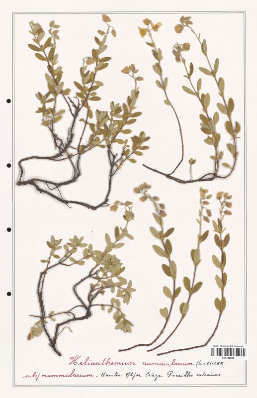 Helianthemum nummularum  (Cistaceae)