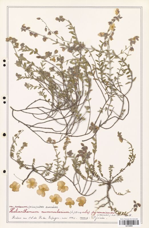 Helianthemum nummularum  (Cistaceae)