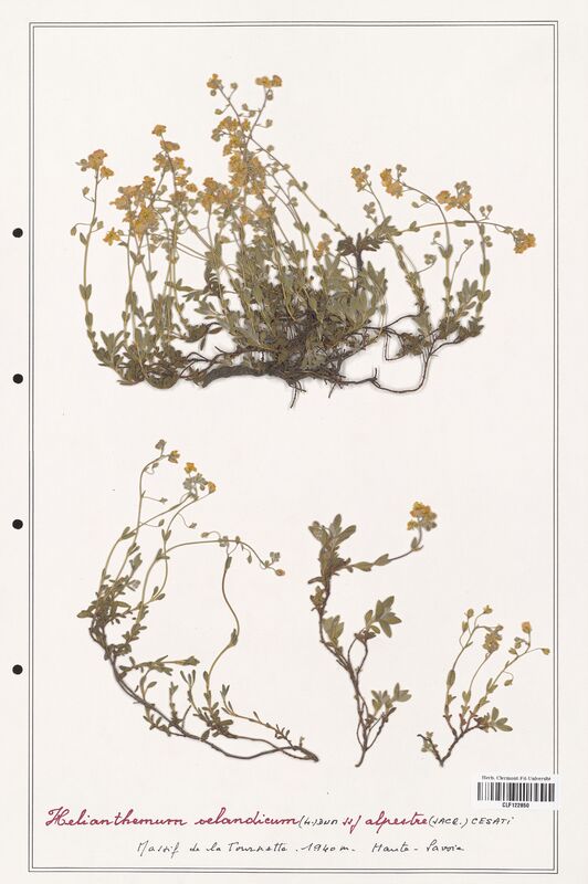 Helianthemum selandicum  (Cistaceae)