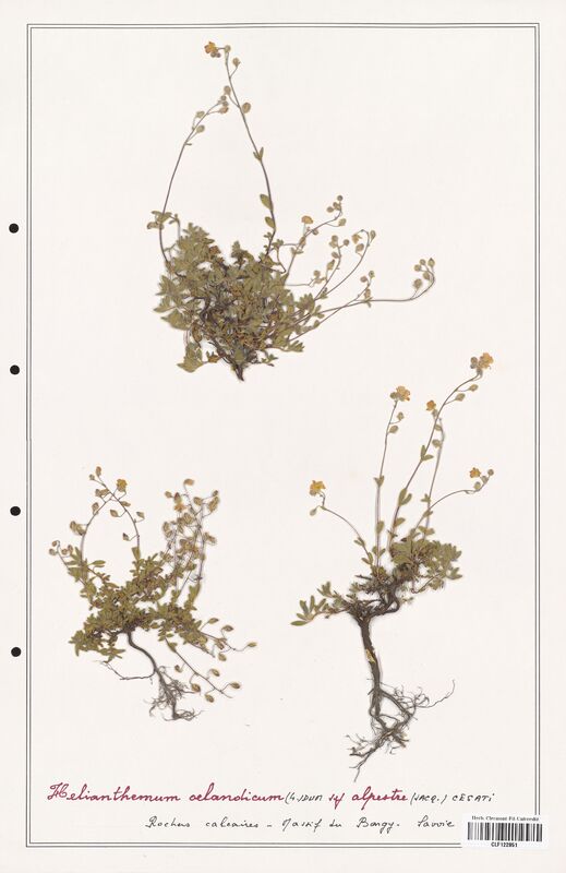 Helianthemum oelandicum  (Cistaceae)