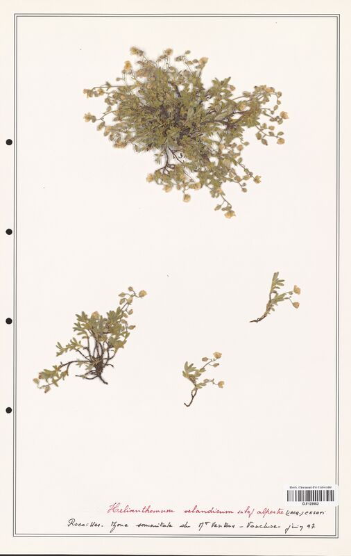 Helianthemum oelandicum  (Cistaceae)