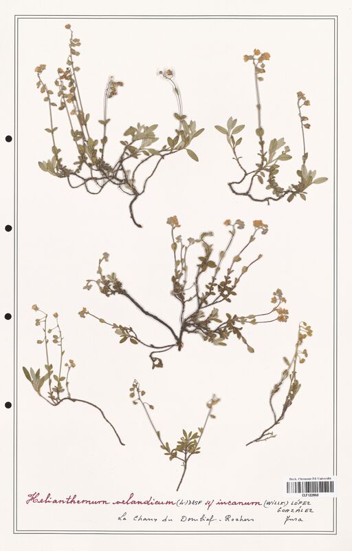 Helianthemum oelandicum  (Cistaceae)