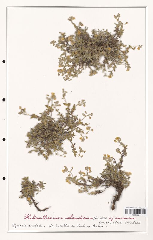 Helianthemum oelandicum  (Cistaceae)