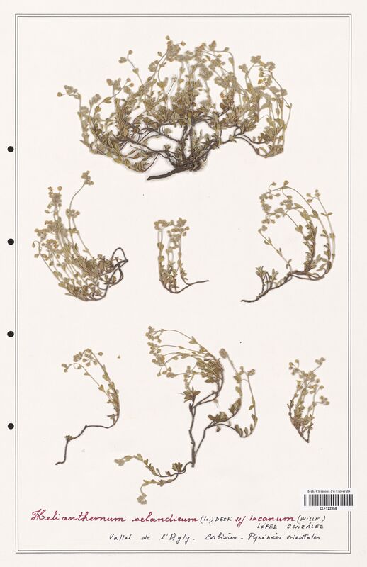 Helianthemum oelandicum  (Cistaceae)