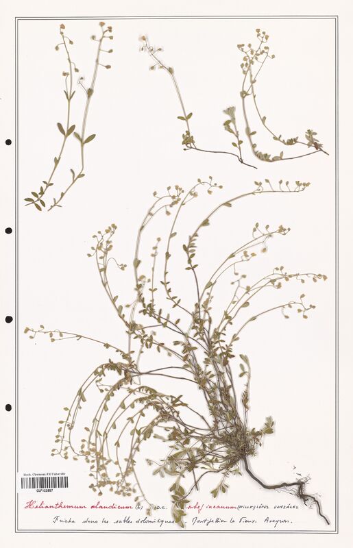 Helianthemum oelandicum  (Cistaceae)