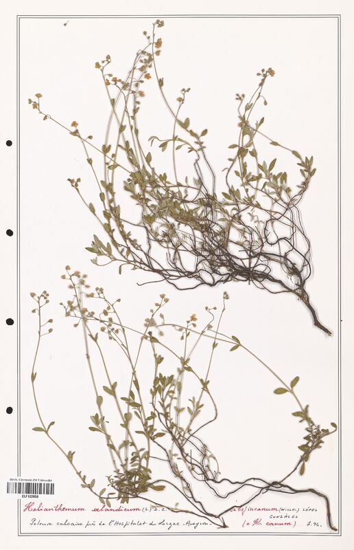 Helianthemum oelandicum  (Cistaceae)