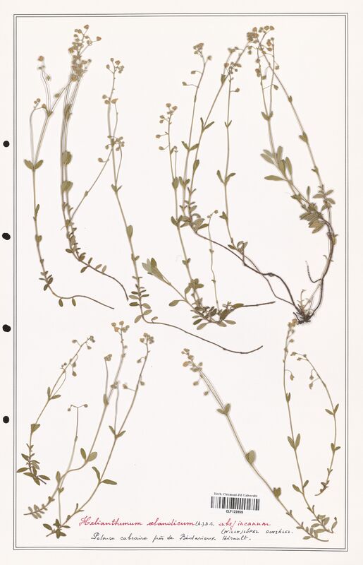 Helianthemum oelandicum  (Cistaceae)