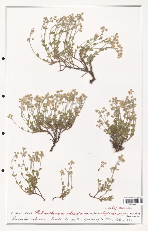 Helianthemum oelandicum  (Cistaceae)