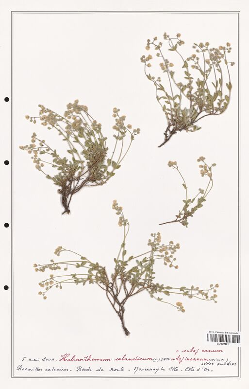 Helianthemum oelandicum  (Cistaceae)