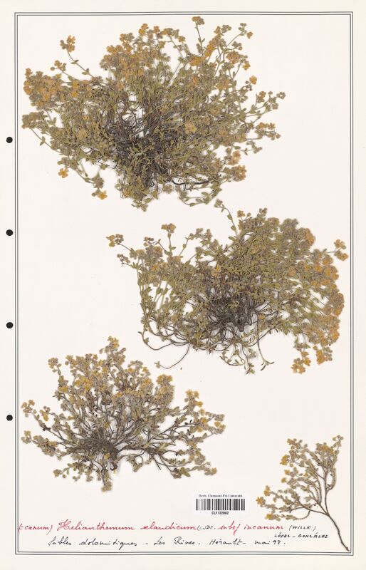Helianthemum oelandicum  (Cistaceae)