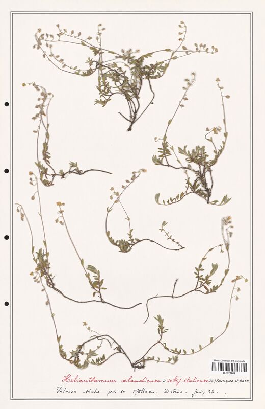 Helianthemum oelandicum  (Cistaceae)