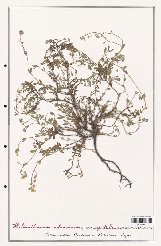 Helianthemum oelandicum  (Cistaceae)