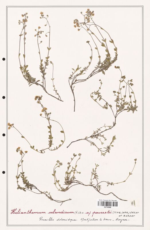 Helianthemum oelandicum  (Cistaceae)