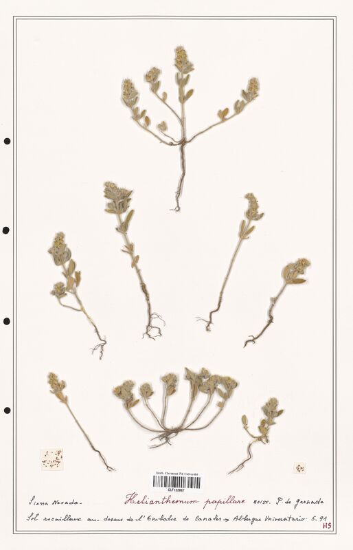 Helianthemum papillare  (Cistaceae)