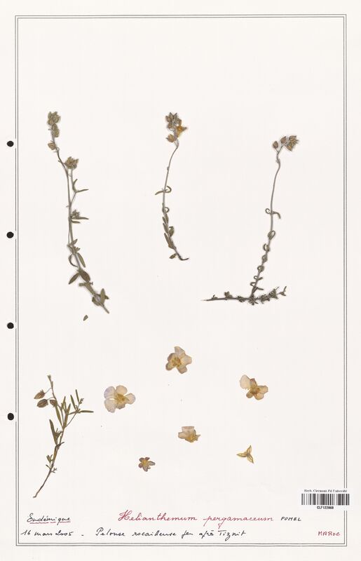 Helianthemum pergamaceum  (Cistaceae)