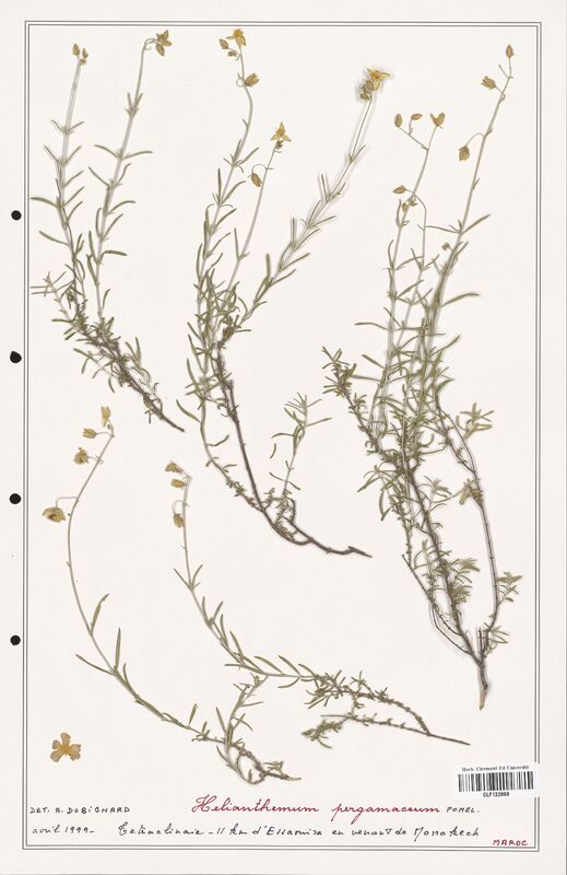 Helianthemum pergamaceum  (Cistaceae)